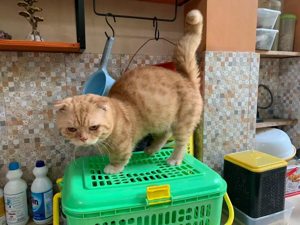 Kucing Cebol Munchkin Gaelic Fold