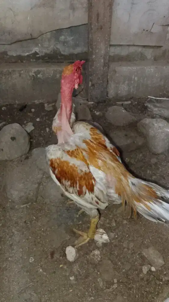 Jual ayam shegon