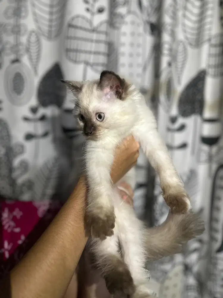 OPEN ADOP KITTEN 2.5 bulan