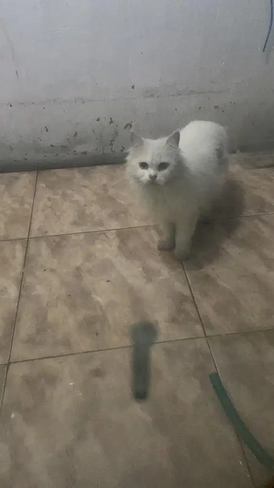 Kucing persmed betina hamil