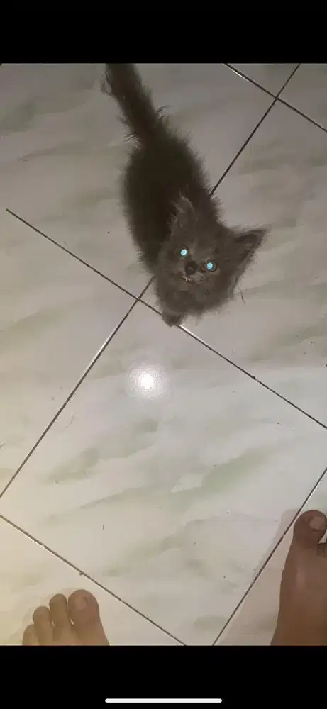Kitten persia betina