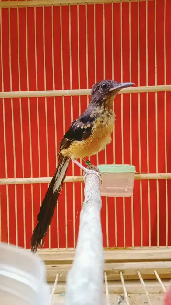 Trotol murai trah panjang