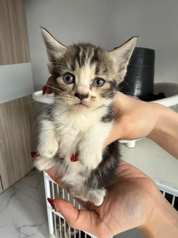 Munchkin bengal (kaki pendek)