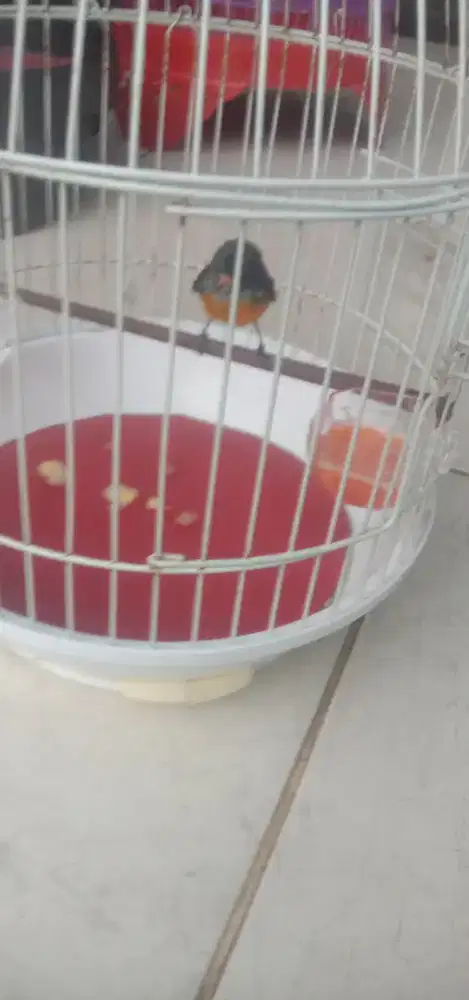 Burung mantenan mini jantan