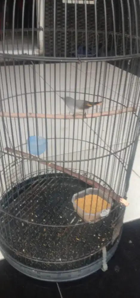 Burung mantenan mini betina