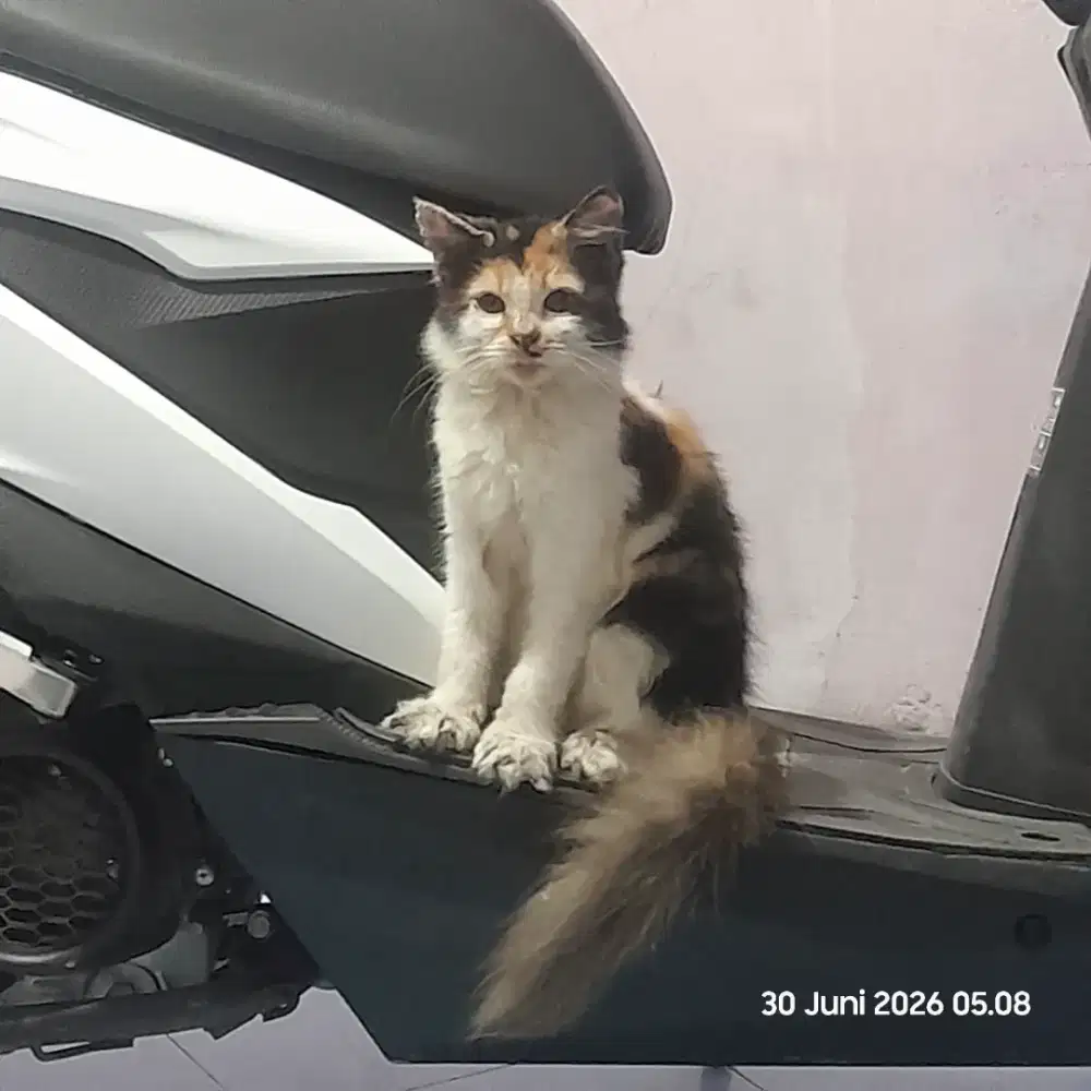 kitten Persia betina