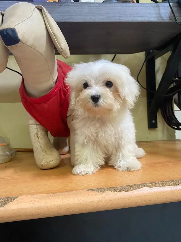 MALTIPO PUPPY LUCU