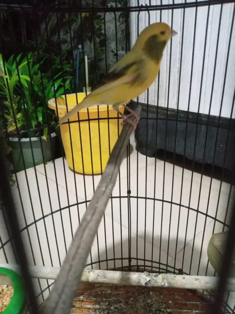Kenari jantan seri AF