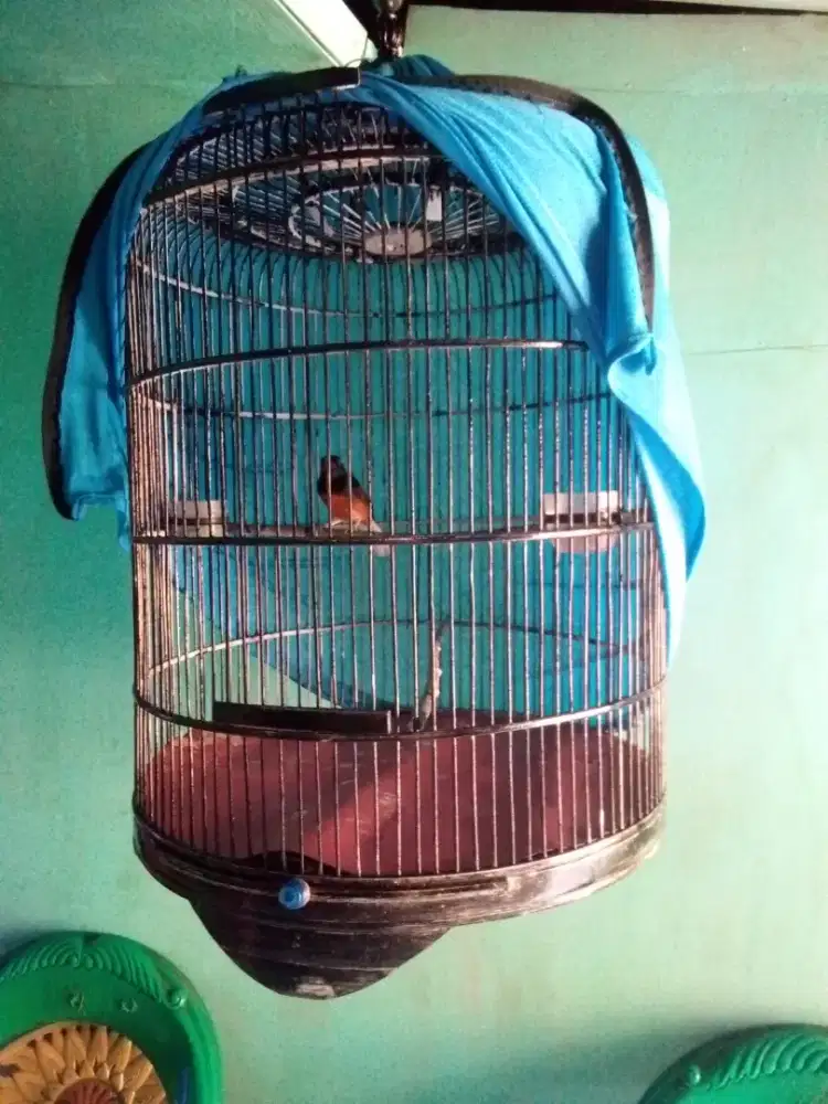 Murai batu fullset