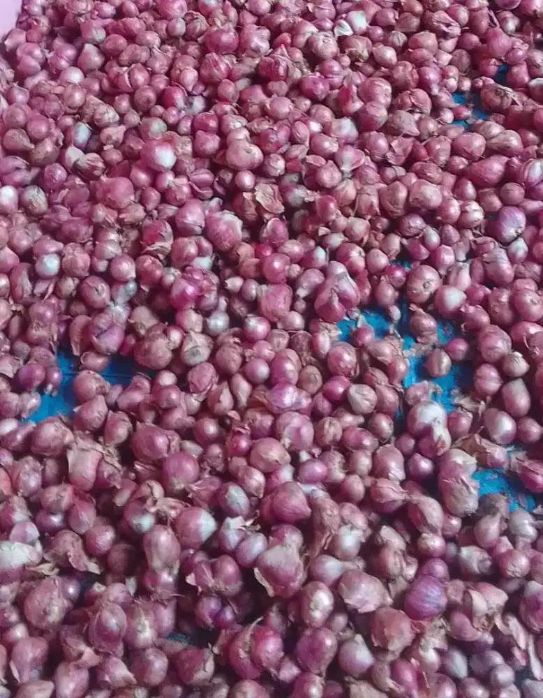 Jual bawang merah