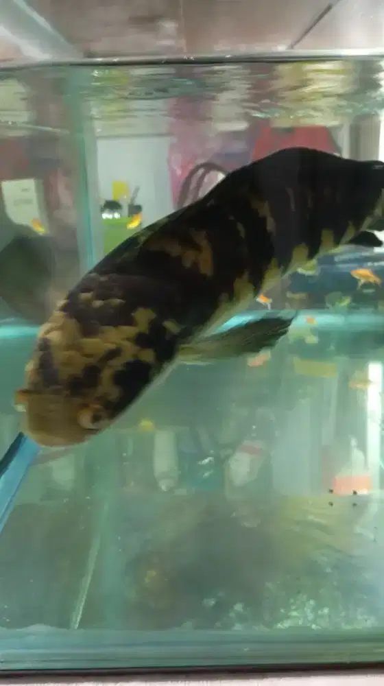 Channa maru 45cm AGRESIF+aquarium 100cmx55cmx40cm  kaca 8ml