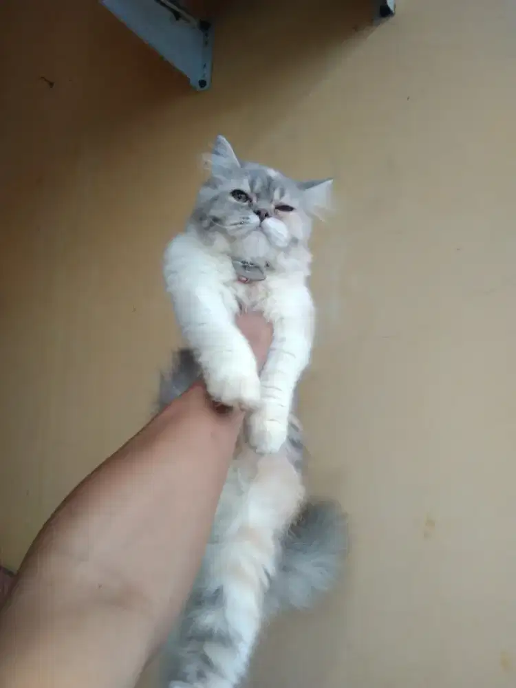 Kucing Persia flatnose 5 bulan betina
