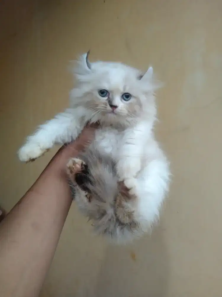 Persia American Curly usai 2,5 bulan kuping nekuk