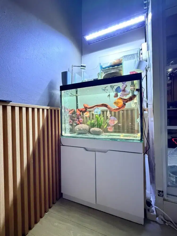 Aquarium aquascape borongan murah