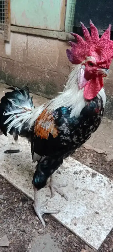 Ayam Jago Pelung