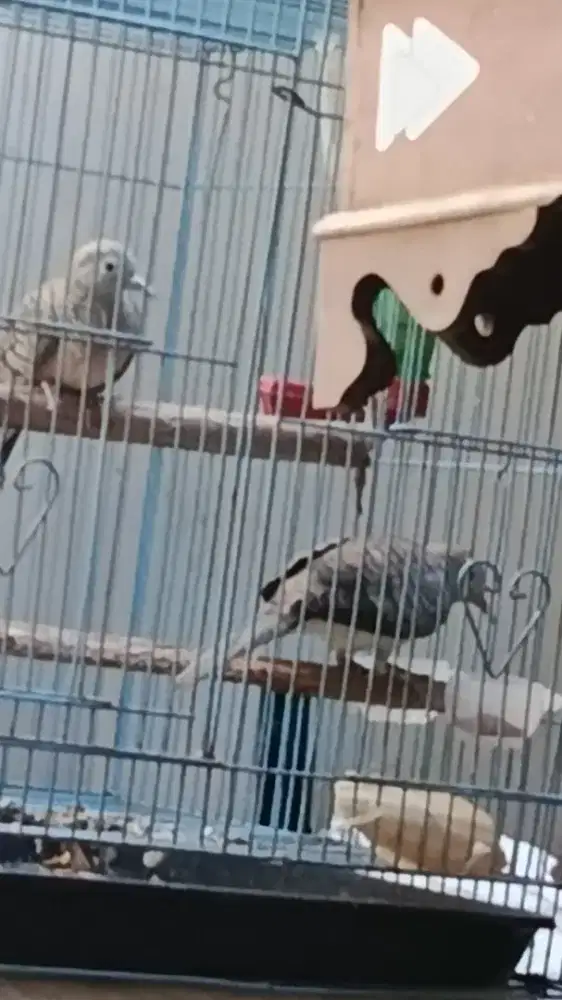 Burung perkutut