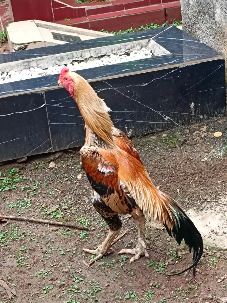 Ayam shamo Eropa