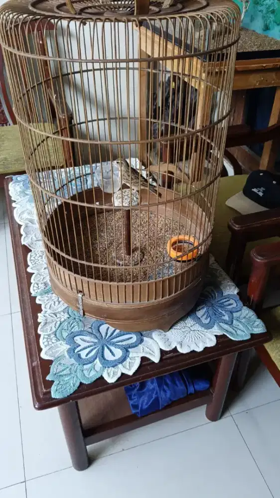 Branjangan sanma baru rapih mabung udah bunyi lagi..