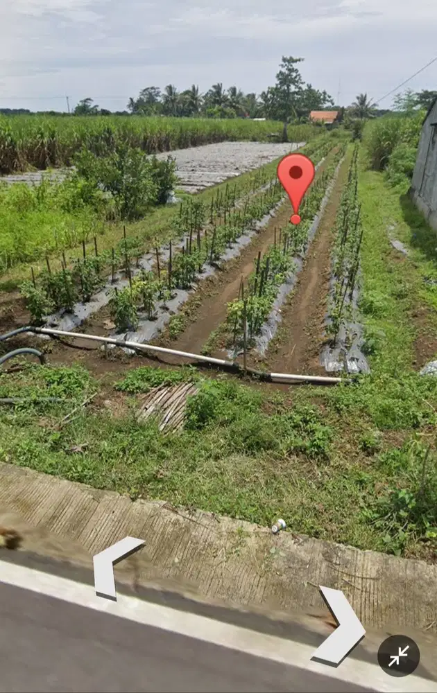Dijual tanah tegalan mangku jalan Diponegoro