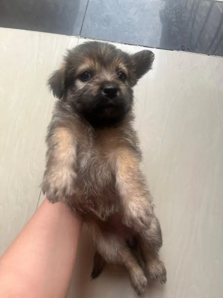 JUAL CEPAT ANAK ANJING DEPOK,JAWA BARAT