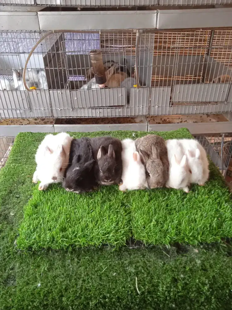 Kelinci Netherland dwarf