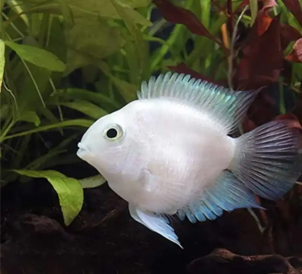 Blue polar platinum Parrot hiasan aquarium dan aquascape