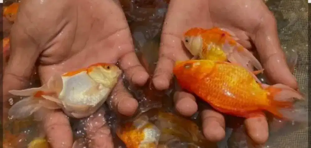 Ikan mas koki hiasan aquarium