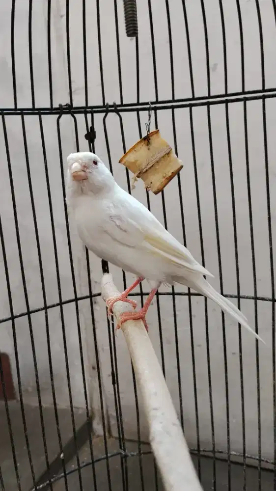 Kenari betina jebolan