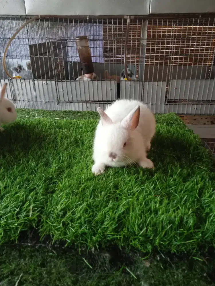 Kelinci hias Netherland dwarft