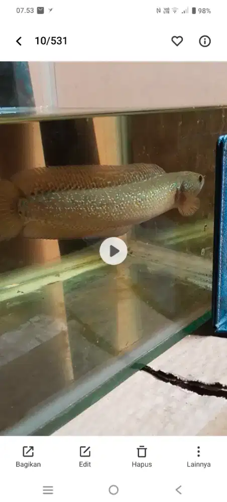 Di jual chana asiatika Kalimaya