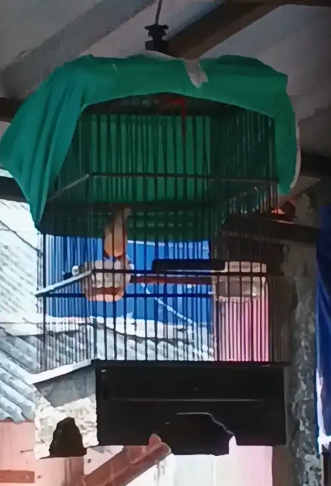 cisem pudar rawatan lama