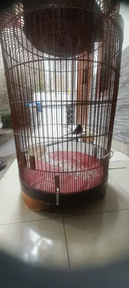 Murai batu gacor