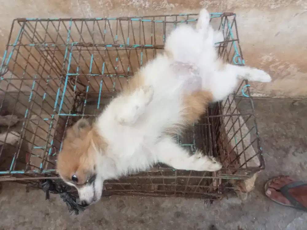Anak anjing shitpom