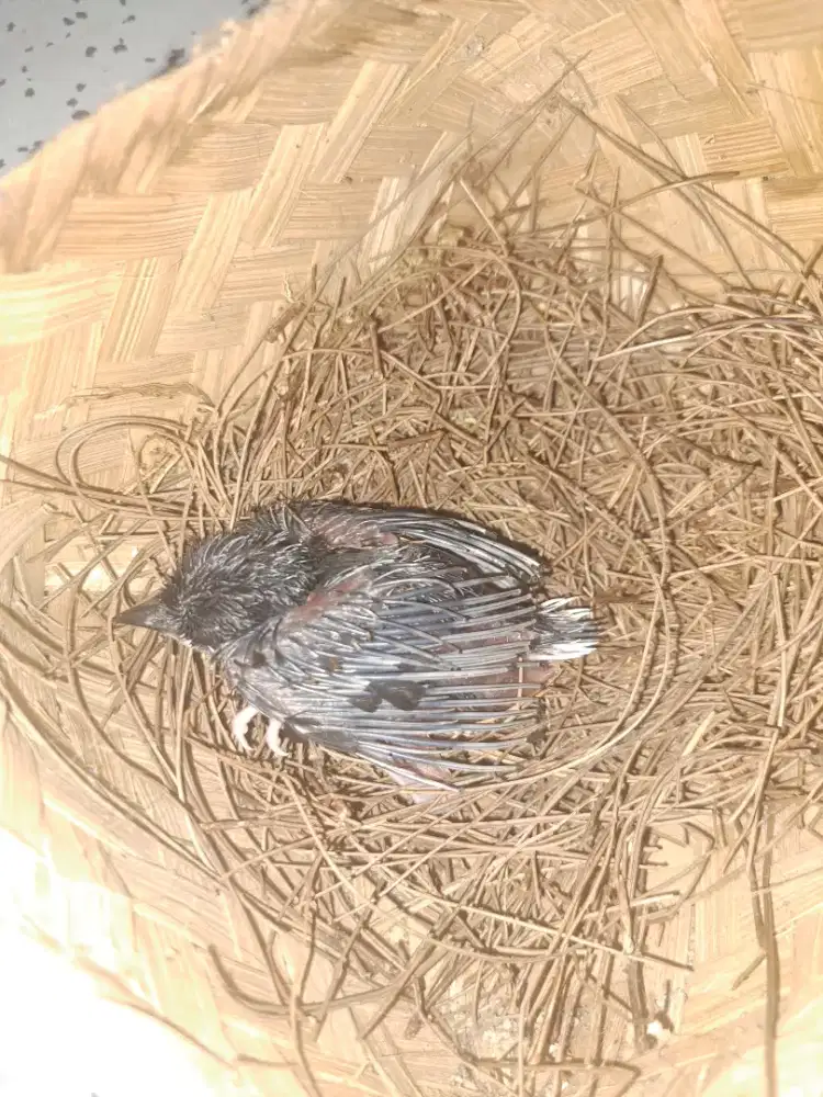 Anak burung murai batu Aceh.