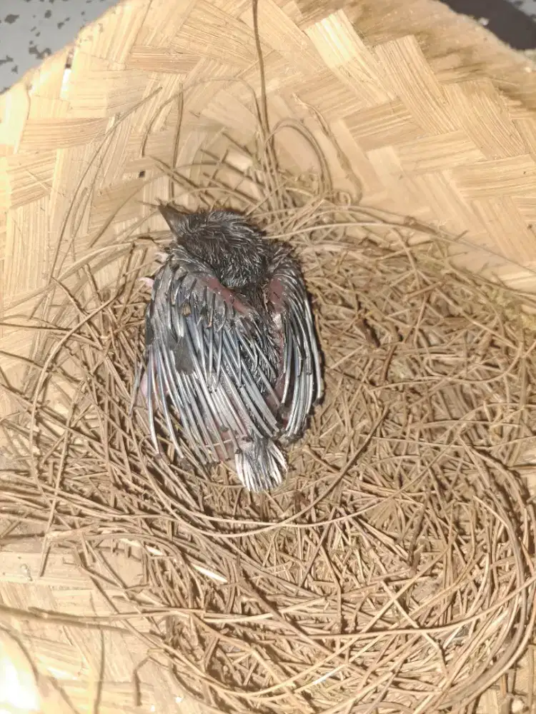 Anak burung murai batu Aceh.