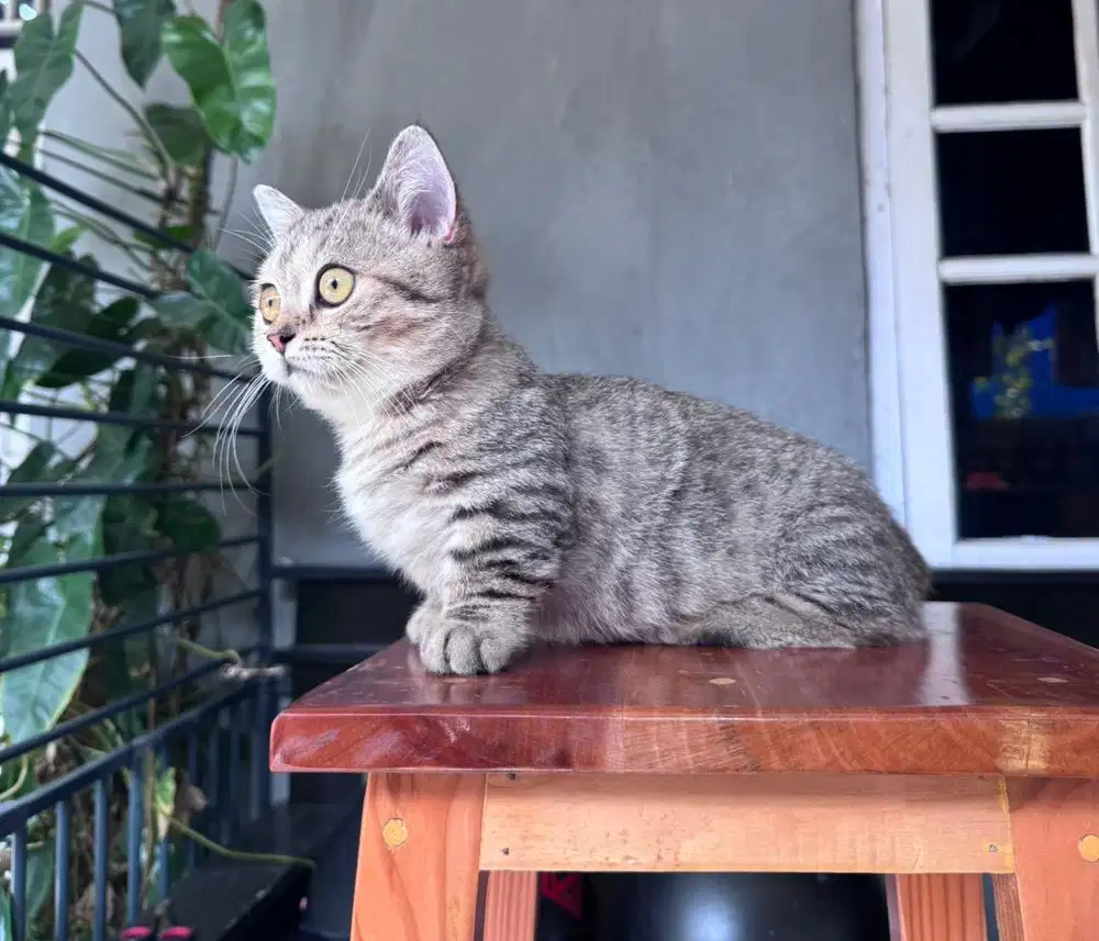 KUCING MUCHKIN BSH