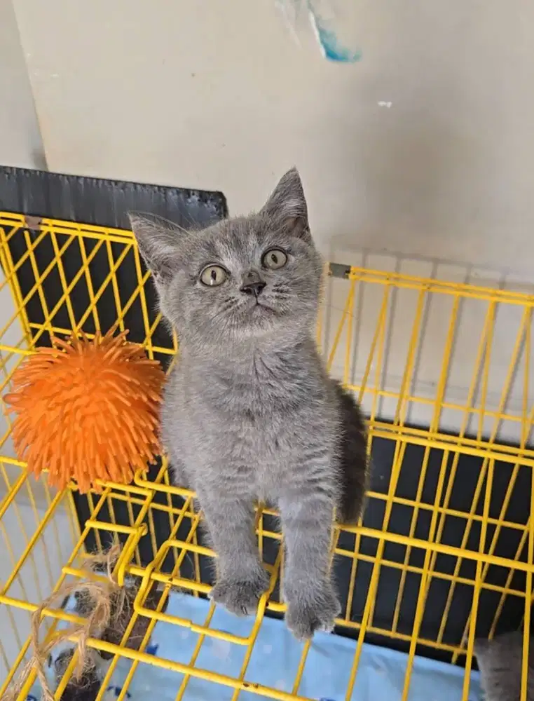 Kitten BSH Betina / British Shorthair