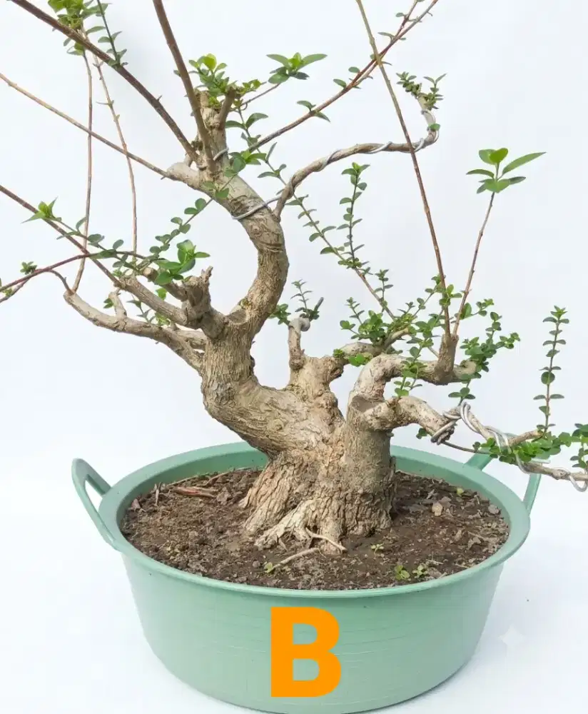 Bahan bonsai sancang B