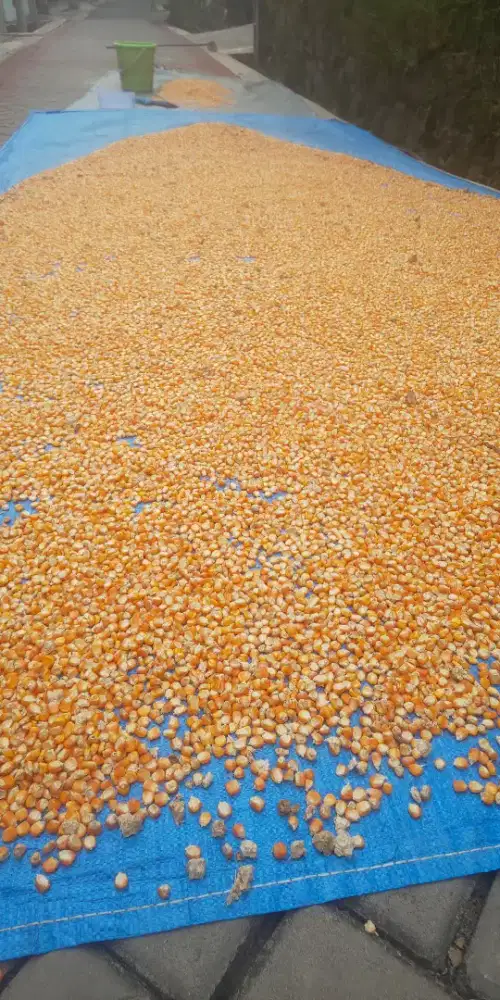 Jagung Kristal / Jagung Kecil
