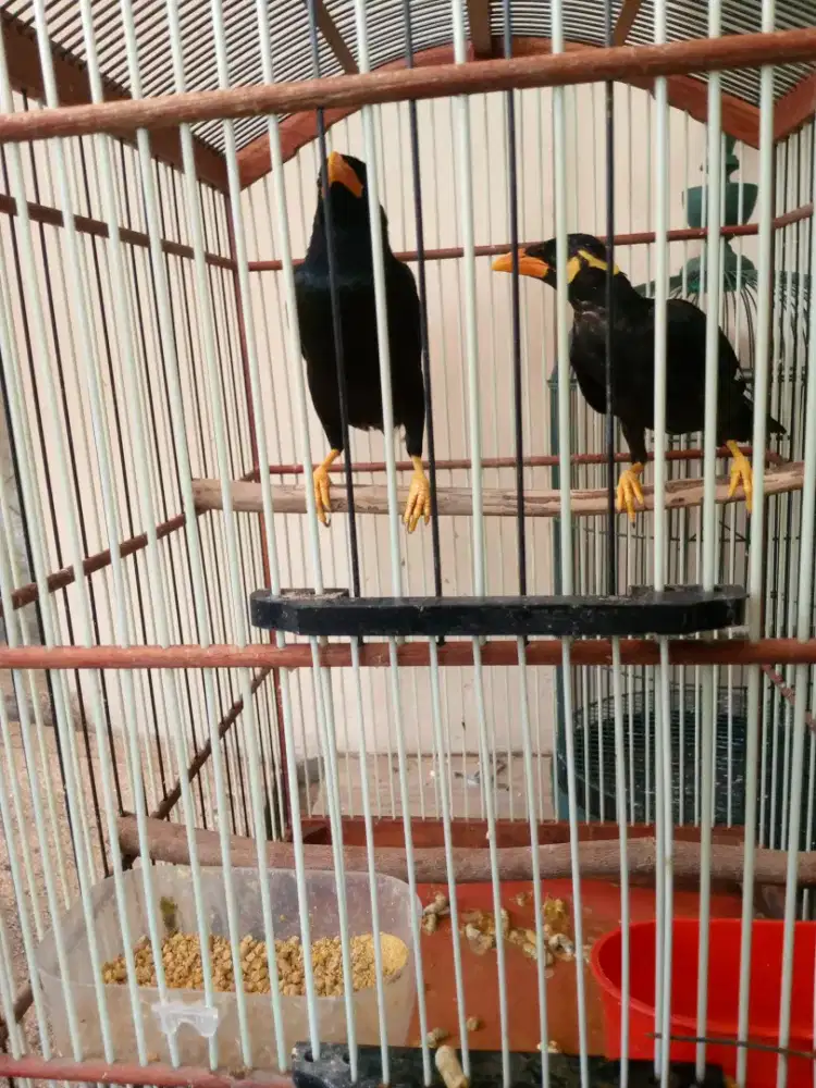 Sepasang burung siap ternak