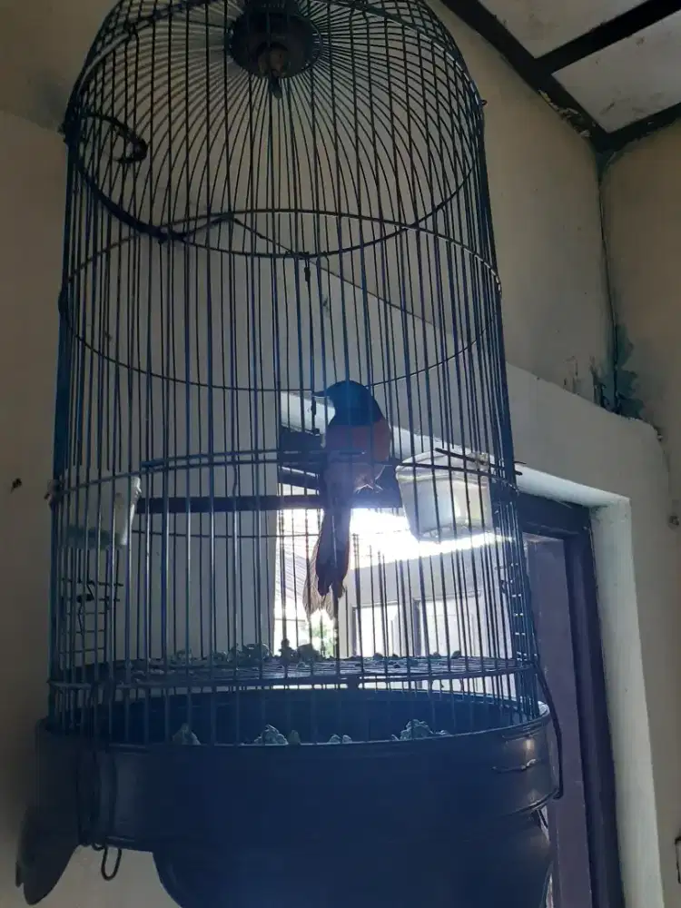 Murai batu betina siapan