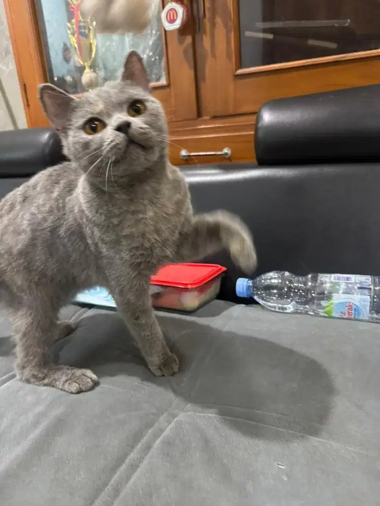 Kucing British Shorthair Betina Blue Pure BSH Badan Besar Ccok Indukan