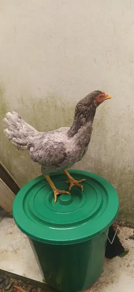 Ayam bangkok  clasic  usia  2,5 thn