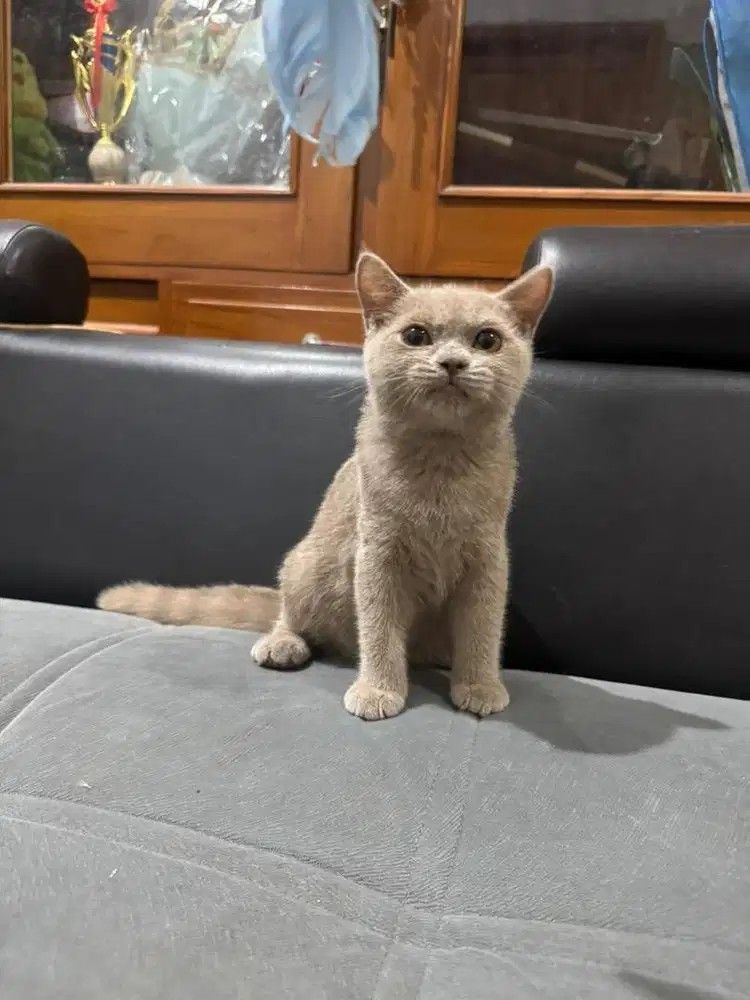 Kucing British Shorthair Betina Lilac Usia 5 Bln Pure BSH Betina Cakep
