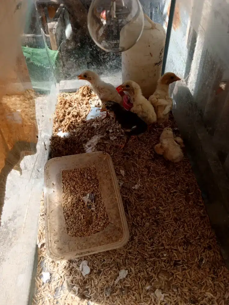 Anak ayam keturunan Bangkok