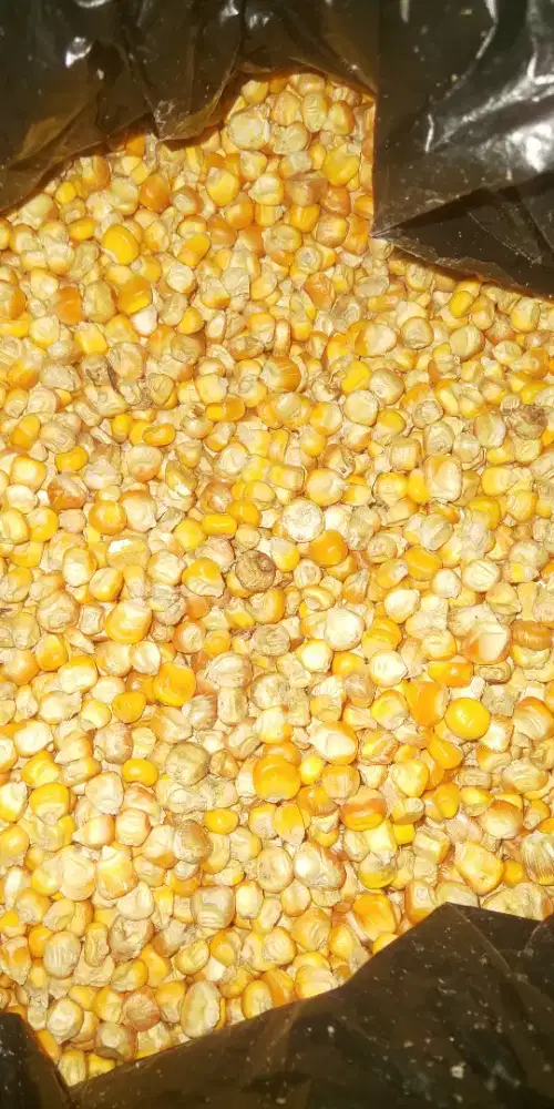 Jagung Besar / Jagung Marning