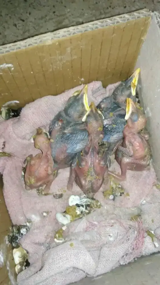 Anak lolohan burung jalak