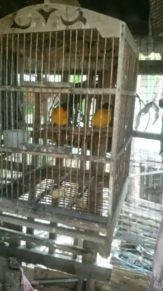 Burung kutilang emas Pasangan hutan