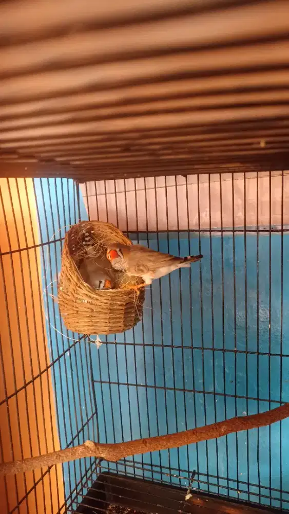 Burung zebra finch sepasang