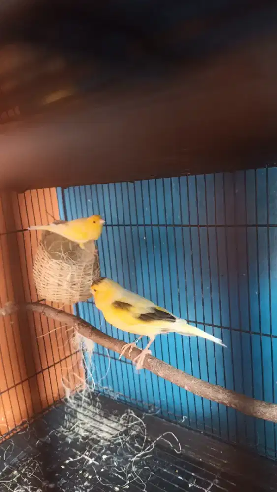 Burung kenari af sepasang